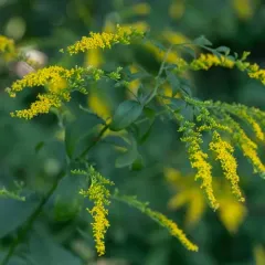 elm-leaved goldenrod thumbnail 4