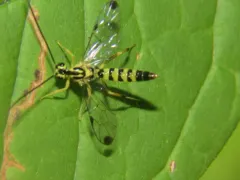 Lycorina glaucomata thumbnail 2