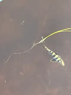 Banded Rudderfish thumbnail 3
