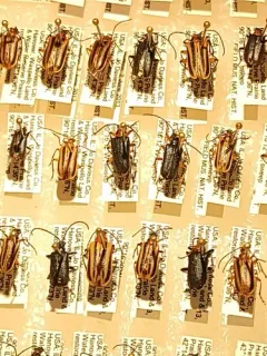 Black-winged Long-horned Beetle thumbnail 3