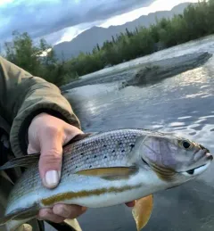 Arctic Grayling thumbnail 4