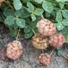 Strawberry clover thumbnail 2