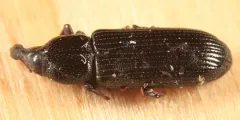 Cossonus platalea thumbnail 1