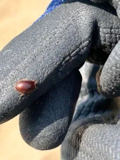 Ciliate Dune Beetle thumbnail 2