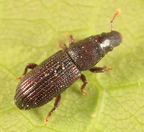 Rhyncolus brunneus