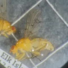 Hooded Dryomyza thumbnail 2