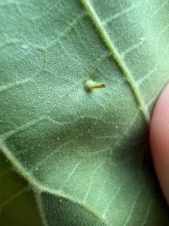 Caryomyia spinulosa thumbnail 4