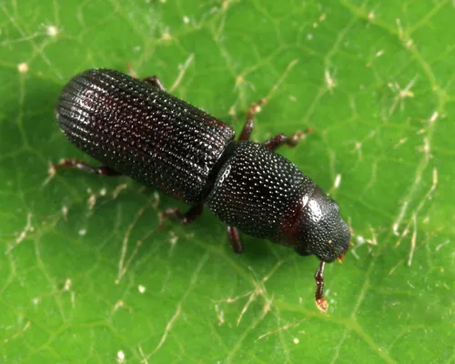 Rhyncolus discors