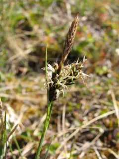 Hoppner's sedge thumbnail 2