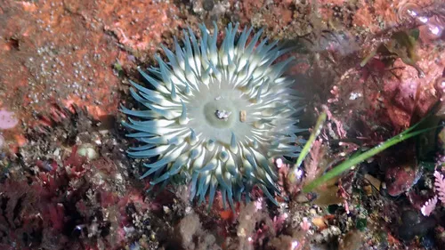 Epiactis handi