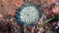 Epiactis handi thumbnail 1