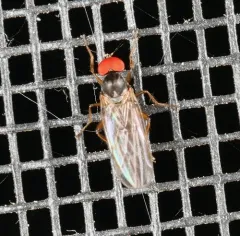 Syneches hyalinus thumbnail 2