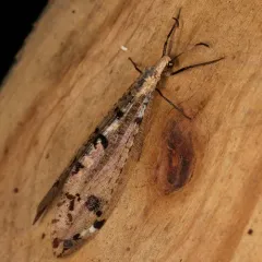Eastern Spotted-winged Antlion thumbnail 2