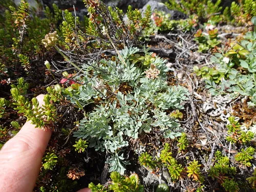 Yukon Podistera