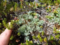Yukon Podistera thumbnail 1