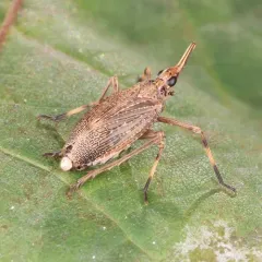 Partridge Planthopper thumbnail 3