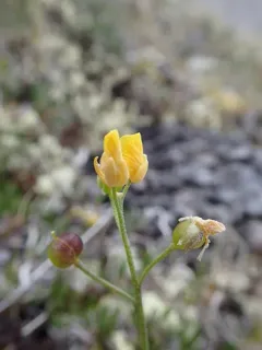 Calder's Bladderpod thumbnail 1
