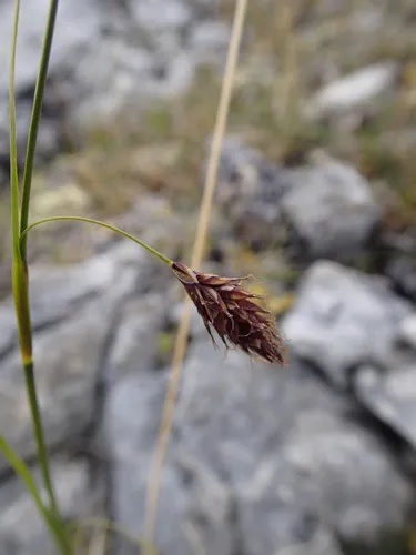 Rock-dwelling Sedge