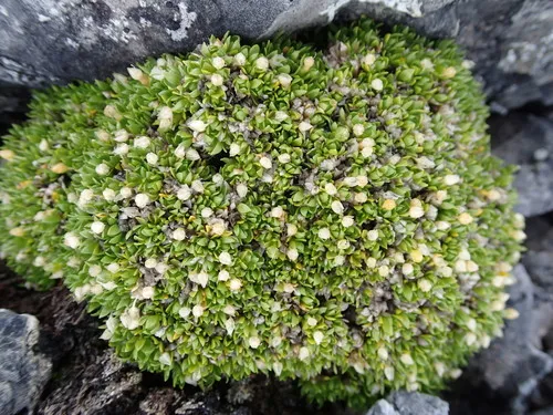 Matted Starwort