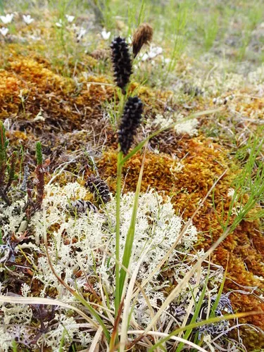 Fragile-seed Sedge