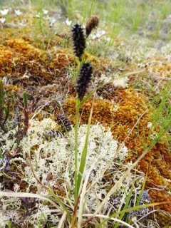 Fragile-seed Sedge thumbnail 1
