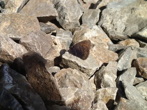 Banded Alpine