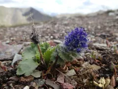 Alaska Kittentail thumbnail 1