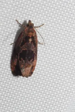 Olethreutes melanomesum thumbnail 3