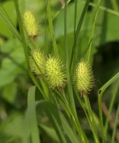 squarrose sedge thumbnail 4