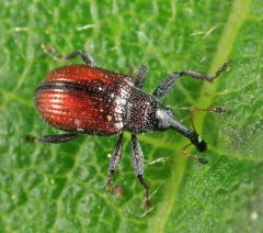 Red-winged Weevil thumbnail 2