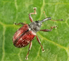 cranberry weevil thumbnail 2