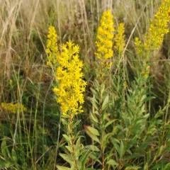 showy goldenrod thumbnail 3