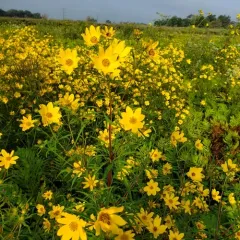 Marsh Tickseed thumbnail 3