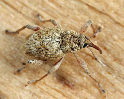 Curculio iowensis
