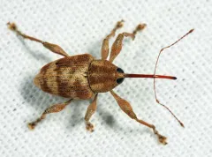 Curculio nasicus thumbnail 3