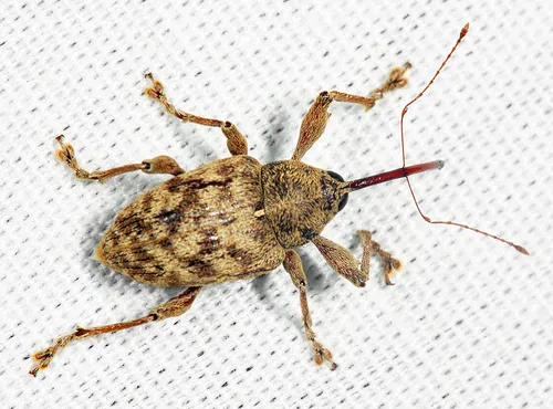 Curculio pardalis