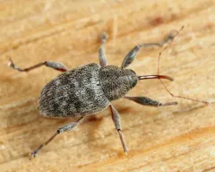 Curculio sulcatulus thumbnail 2