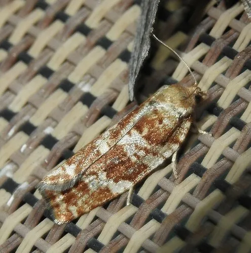 Sugar Pine Tortrix Moth