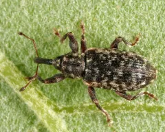 Dorytomus brevicollis thumbnail 1
