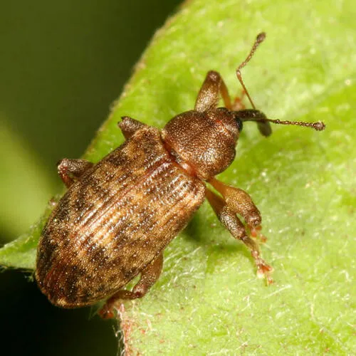 Dorytomus laticollis