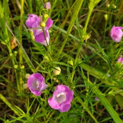 purple false foxglove thumbnail 4