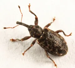 Poplar Bud Weevil thumbnail 2