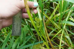 Northern Bur-reed thumbnail 3