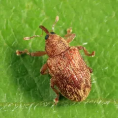 Lignyodes fraxini thumbnail 3