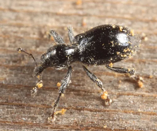 Myrmex laevicollis