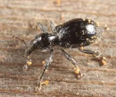 Myrmex laevicollis thumbnail 1