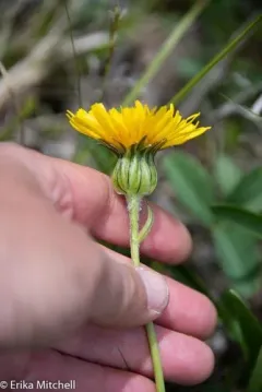 Black Hairy False-dandelion thumbnail 3