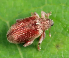 Alder Jumping Weevil thumbnail 2