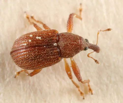 Currant Fruit Weevil