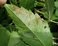 Phyllocnistis ampelopsiella thumbnail 4